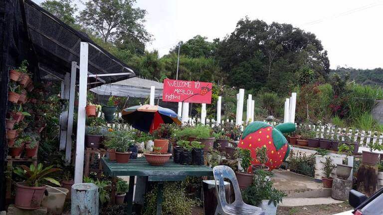 Ini Tempat Menarik Di Kundasang Sabah Untuk Anda Kunjungi