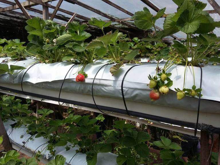 strawberry and rose garden Inilah 25 Tempat Menarik Untuk Anda Kunjungi Di Kundasang Dan Ranau Sabah