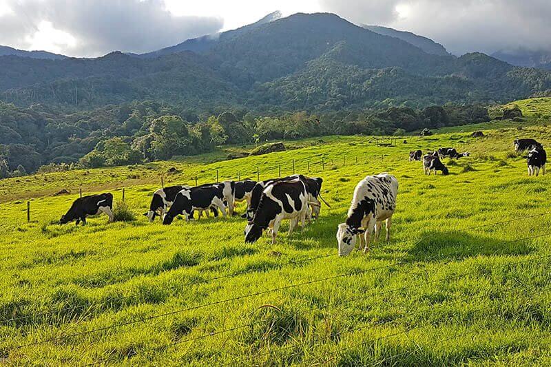 desa dairy farm cattle "New Zealand Malaysia" Ada Di Desa Cattle Dairy Farm Kundasang