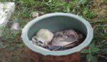 Adat Kematian Kaum Murut Di Sabah