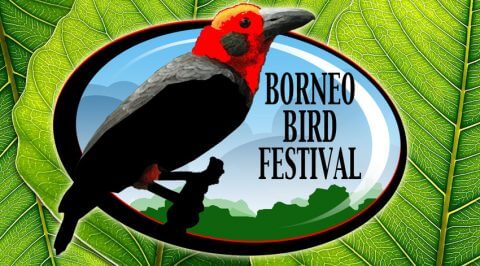 Anda Perlu Cuba Pergi Ke Sambutan Borneo Bird Festival Ini
