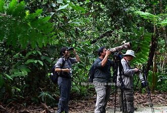 Sambutan Borneo Bird Festival