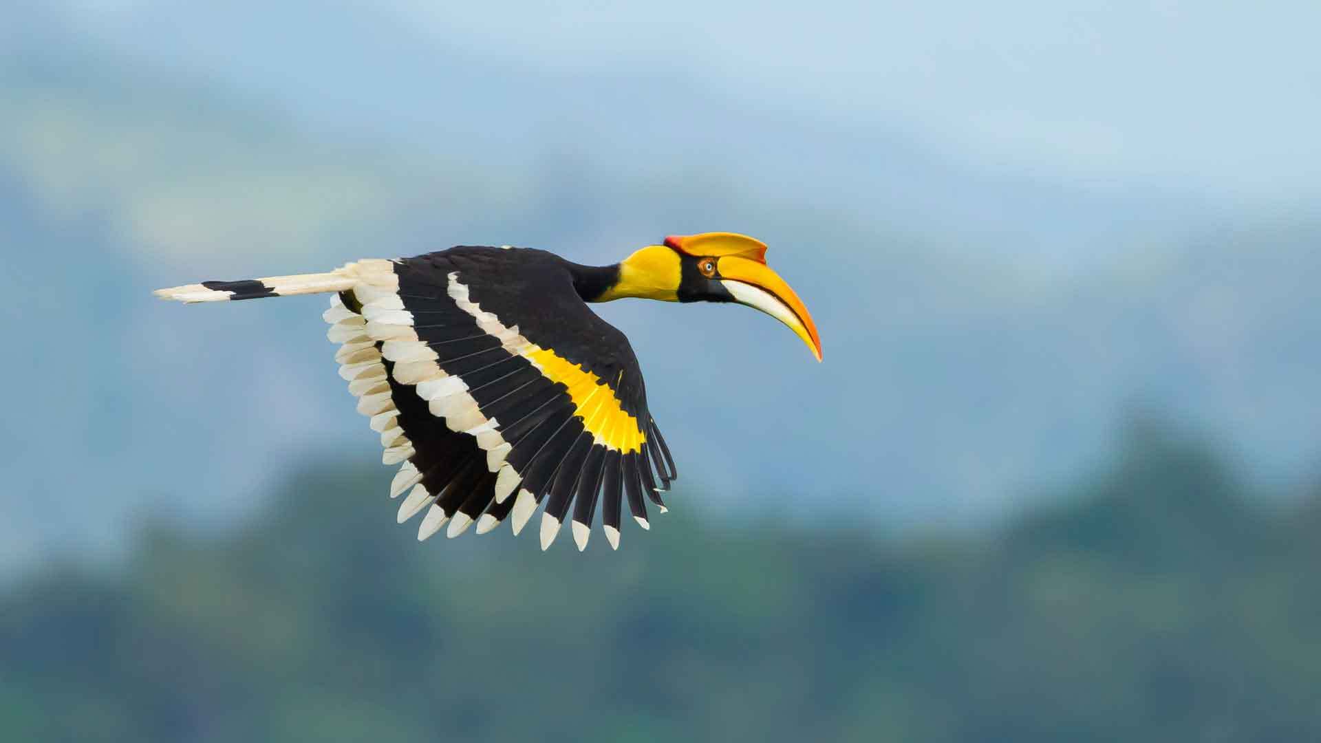 Sambutan Borneo Bird Festival