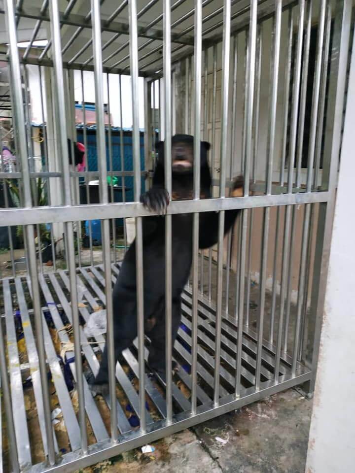 Sun Bear Dikurung Selama 7 Tahun Berjaya Diselamatkan