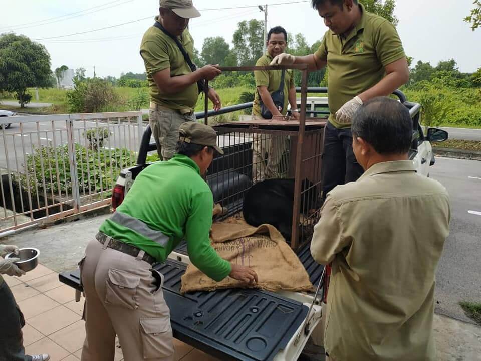 Sun Bear Dikurung Selama 7 Tahun Berjaya Diselamatkan