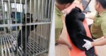 Sun Bear Dikurung Selama 7 Tahun Berjaya Diselamatkan
