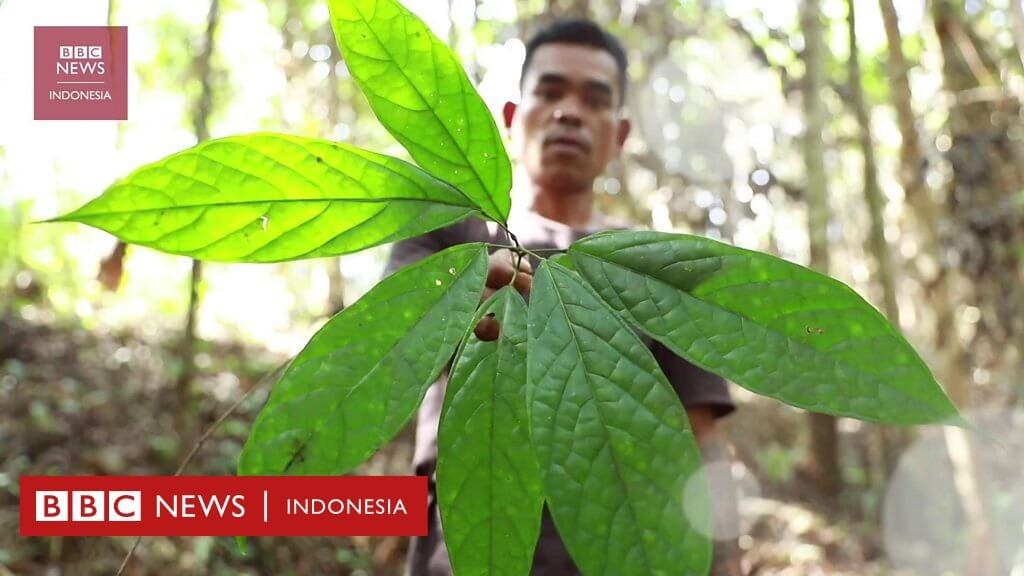Daun Liar di Hutan Borneo Ini Rupanya Boleh Beri Rasa Mirip Ajinomoto