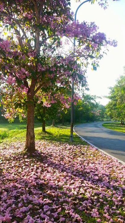 Fenomena Bunga "Sakura" Kembali Lagi di Kuching