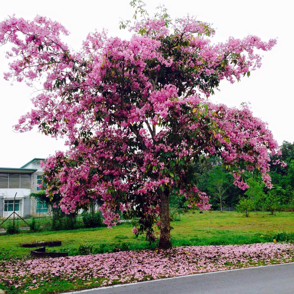 Fenomena Bunga "Sakura" Kembali Lagi di Kuching