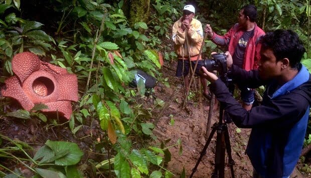 Rafflesia - Fakta Bunga Borneo yang Perlu Anda Tahu
