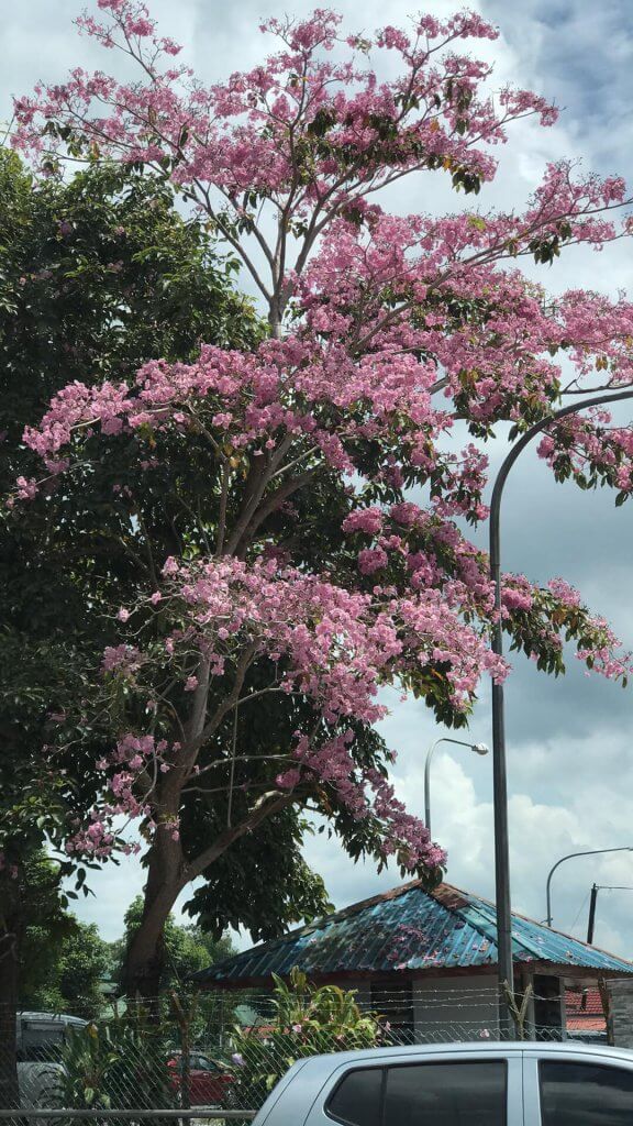 Fenomena Bunga "Sakura" Kembali Lagi di Kuching