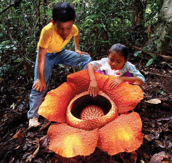 Rafflesia - Fakta Bunga Borneo yang Perlu Anda Tahu