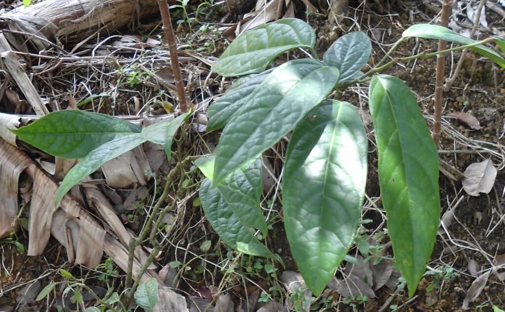 Daun Liar di Hutan Borneo Ini Rupanya Boleh Beri Rasa Mirip Ajinomoto