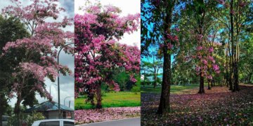 Fenomena Bunga "Sakura" Kembali Lagi di Kuching