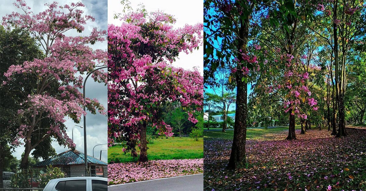 Fenomena Bunga "Sakura" Kembali Lagi di Kuching
