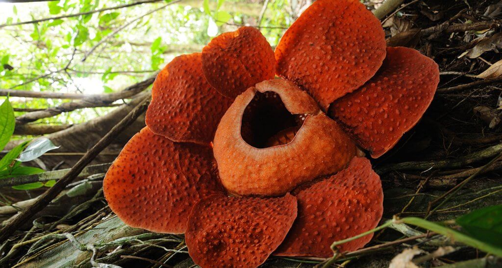 Peluang Saksikan Bunga Rafflesia Yang Sedang Mekar di Taman Negara Gunung Gading