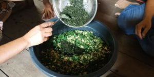 AJAIB! Daun Liar di Hutan Borneo Ini Beri Rasa Mirip Ajinomoto