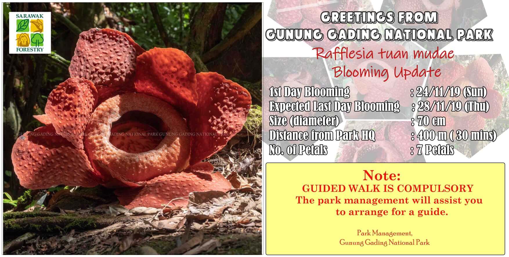 Peluang Saksikan Bunga Rafflesia Yang Sedang Mekar di Taman Negara Gunung Gading