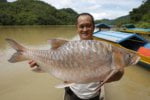 Sekilo Cecah Ribuan Ringgit, Empurau Ikan Paling MEWAH di Malaysia