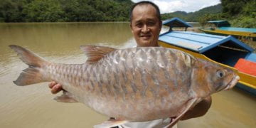 Sekilo Cecah Ribuan Ringgit, Empurau Ikan Paling MEWAH di Malaysia