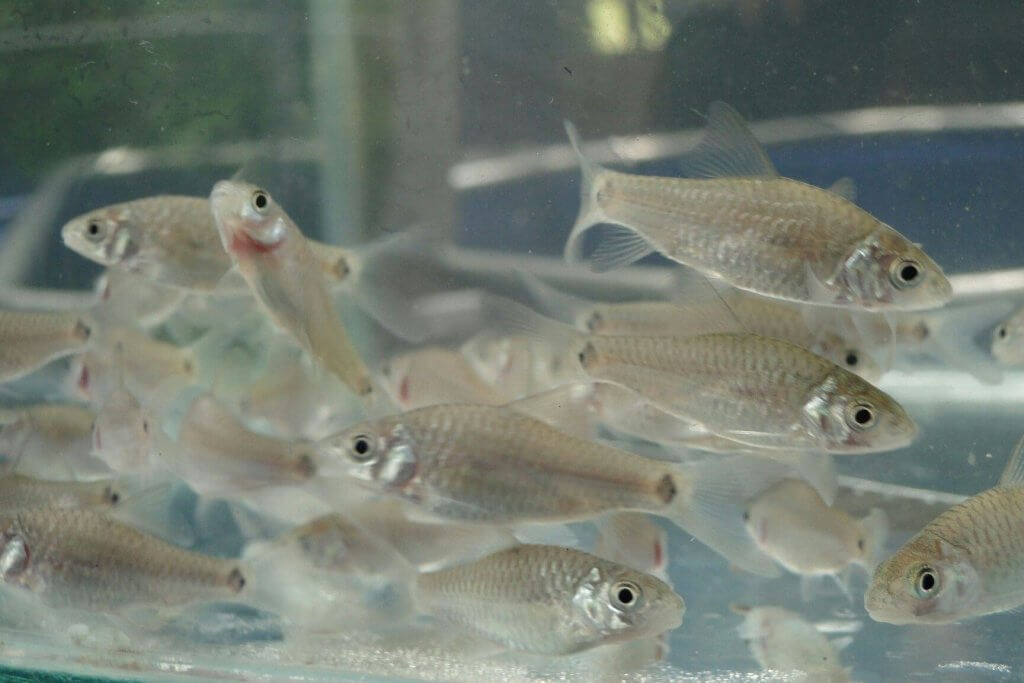 Sekilo Cecah Ribuan Ringgit, Empurau Ikan Paling MEWAH di Malaysia