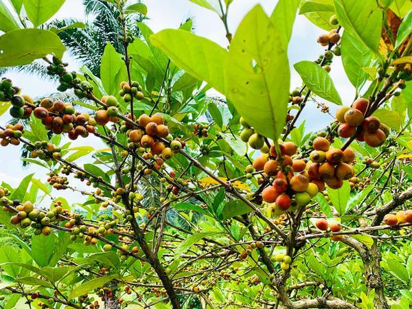 Kenali Black Bean Coffee, 'Starbucks' Tempatan Kuching Yang Original