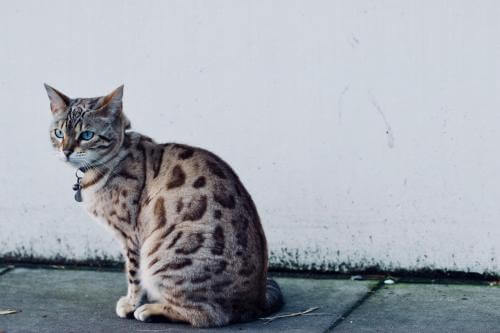 247405 500x333 spotted tabby Berikut Adalah Istilah Sebenar Warna Kucing Peliharaan Kita