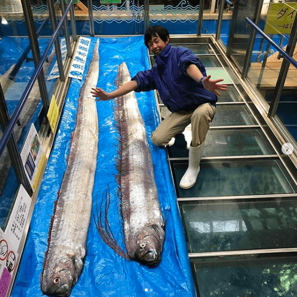 Gempar Penemuan Ikan Naga Di Miri, Ini 8 Fakta Menarik Mengenainya