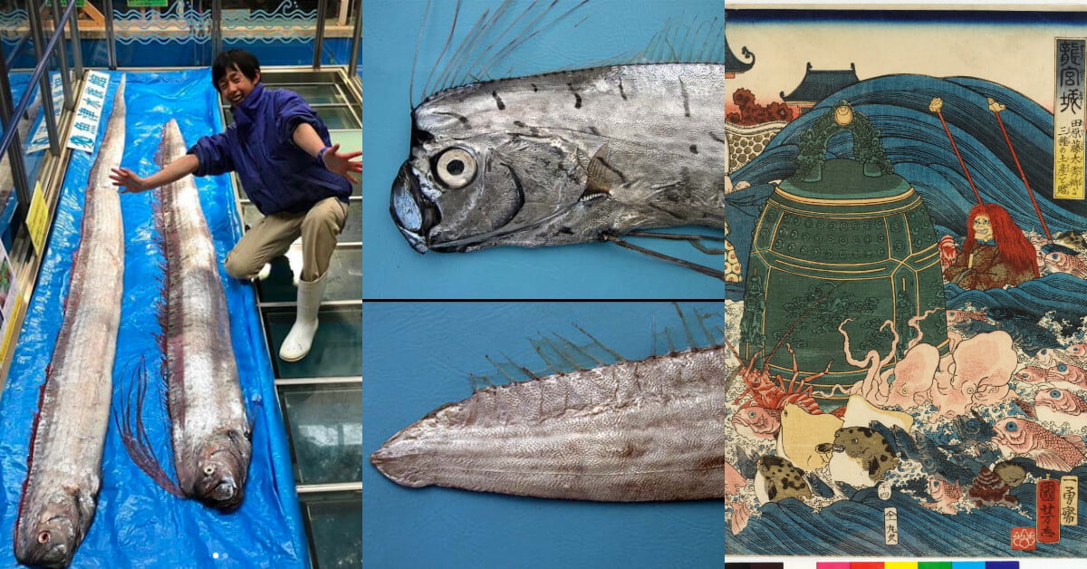 Gempar Penemuan Ikan Naga Di Miri Ini 8 Fakta Menarik Mengenainya Pernah Ditemui Di Miri, Ini 8 Fakta Menarik Mengenai Ikan Naga