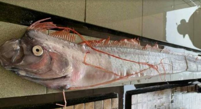 Pernah Ditemui Di Miri, Ini 8 Fakta Menarik Mengenai Ikan Naga