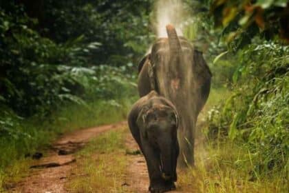 Kenali Gajah Asia Satu-Satunya Spesies Yang Ada Di Borneo