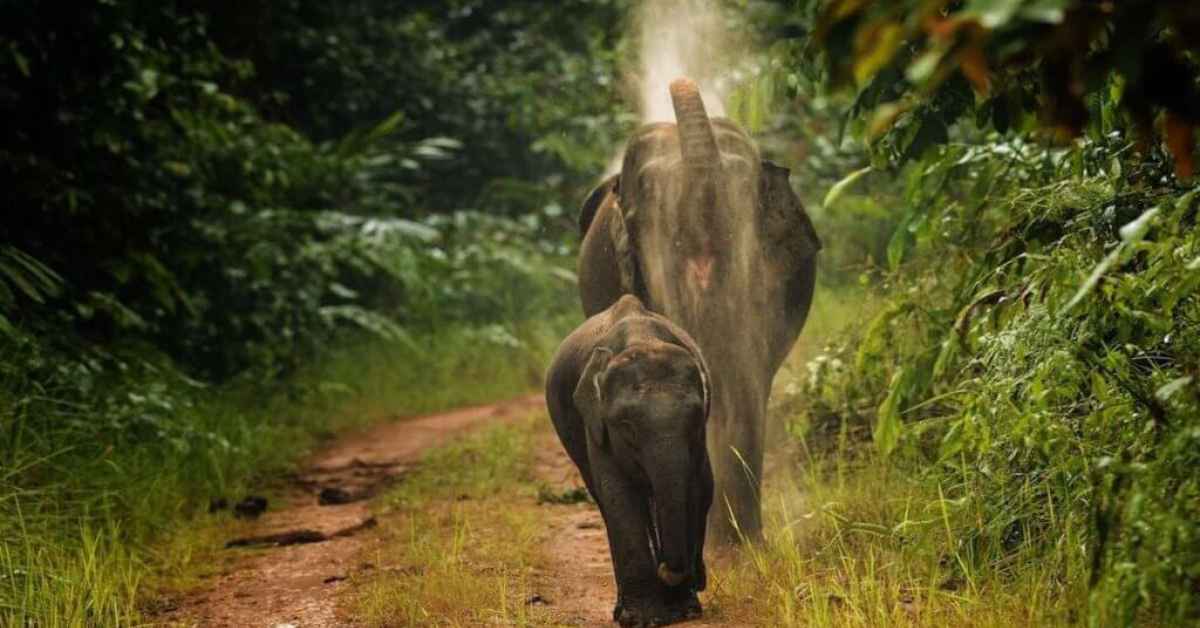 Kenali Gajah Asia Satu-Satunya Spesies Yang Ada Di Borneo