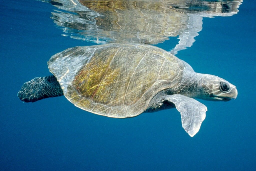 Olive Ridley Turtle Kenali 4 Spesis Penyu Laut Yang Ada Di Malaysia