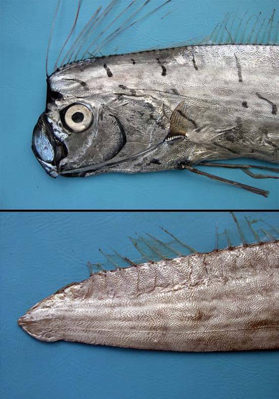 Gempar Penemuan Ikan Naga Di Miri, Ini 8 Fakta Menarik Mengenainya