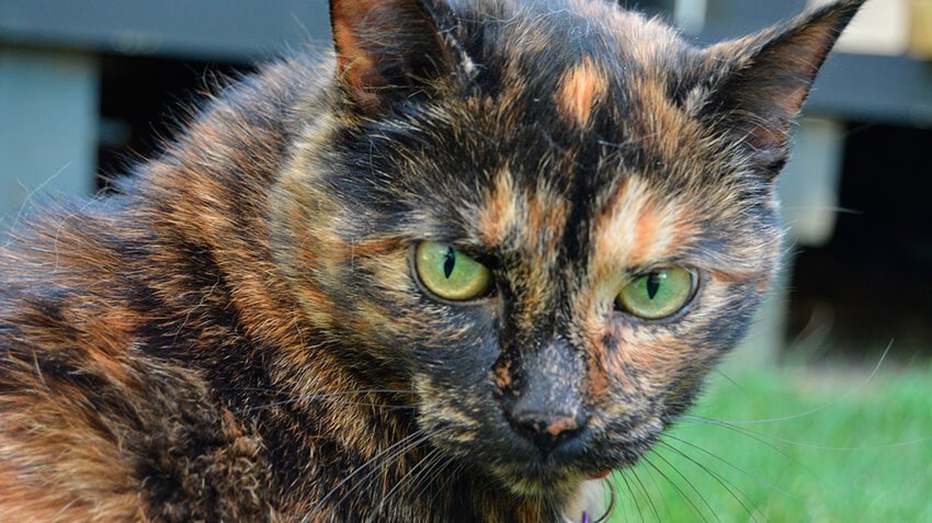 Tortoiseshell850 Berikut Adalah Istilah Sebenar Warna Kucing Peliharaan Kita