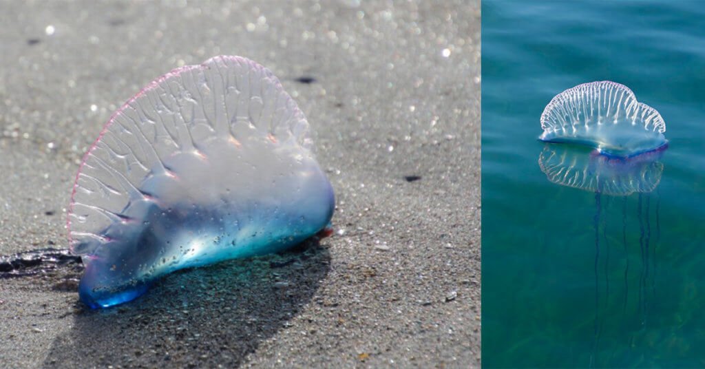 Waspada : Obor Obor Berbahaya Portuguese Man O' War Ditemui Di Pantai Sematan