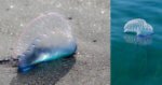 Waspada : Obor Obor Berbahaya Portuguese Man O' War Ditemui Di Pantai Sematan