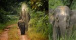 Kenali Salah Satu Gajah Asia Yang Tinggal Di Borneo