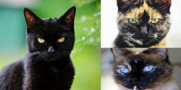 Berikut Adalah Istilah Sebenar Warna Kucing Peliharaan Kita