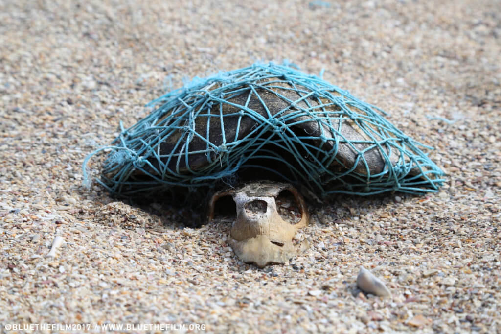 turtle image courtesy blue the film Kenali 4 Spesis Penyu Laut Yang Ada Di Malaysia