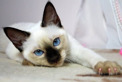 unnamed 1 Berikut Adalah Istilah Sebenar Warna Kucing Peliharaan Kita