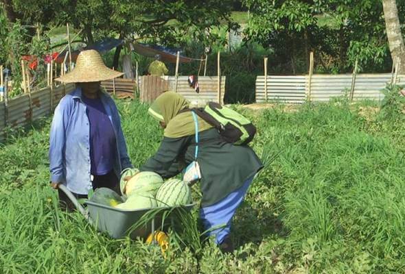 Kerajaan Sarawak Benarkan Petani, Penternak dan Nelayan Beroperasi