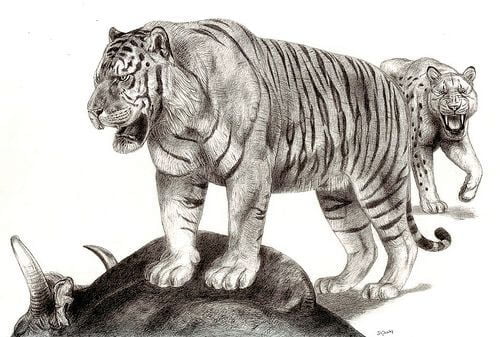 Adakah Harimau Borneo Benar-Benar Wujud Pada Suatu Ketika Dahulu?