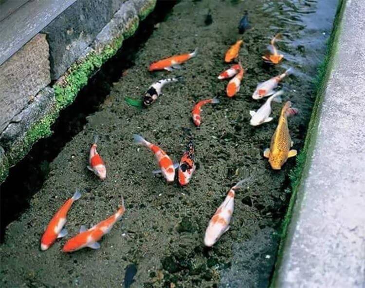 Ilham Dari Jepun, Longkang Jernih Sekolah Di Miri Ini Siap Ada Ikan Koi