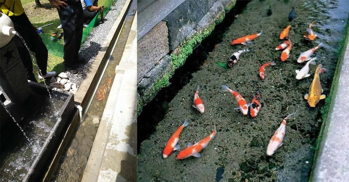 Punya Bersihnya Longkang SMK Agama Miri, Inisiatif Longkang Bersih Diilhamkan Oleh Longkang Ikan Koi Di Jepun