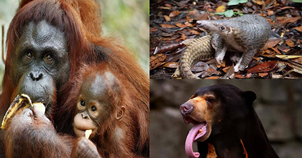 Berikut Adalah Beberapa Spesies Haiwan Terancam Sarawak dan Bagaimana Kita Boleh Membantu Melindungi Mereka