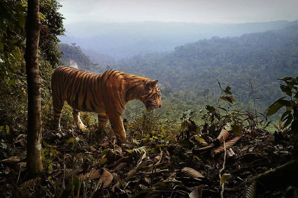 Adakah Harimau Borneo Benar-Benar Wujud Pada Suatu Ketika Dahulu?