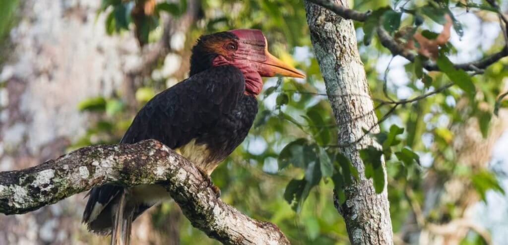 hhactionplan final hr 1 Ketahui Spesies Haiwan Terancam Sarawak dan Bagaimana Kita Boleh Membantu Melindungi Mereka