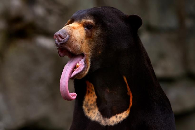 sun bear Ketahui Spesies Haiwan Terancam Sarawak dan Bagaimana Kita Boleh Membantu Melindungi Mereka