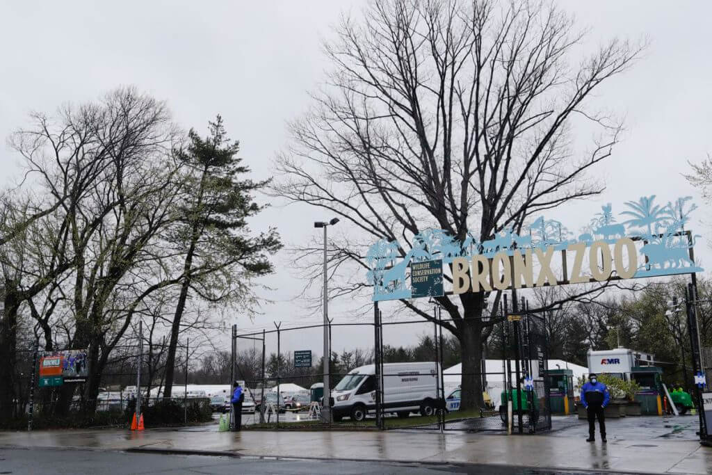 'Nadia', Seekor Harimau Malaya Disahkan Positif COVID-19 Di Zoo New York